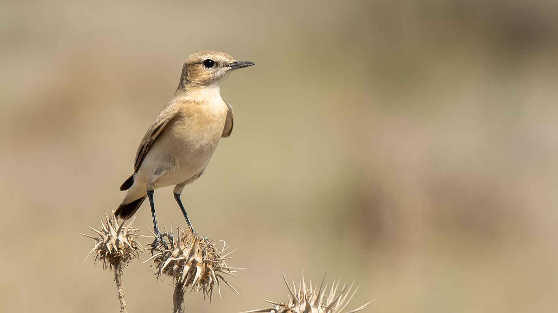 Isabelline Wheatear